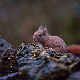 Squirrel by Anna Rose Hendrickx