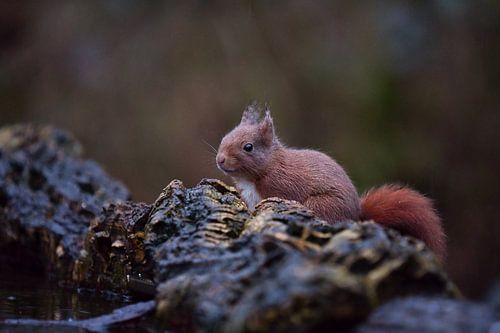 Squirrel by Anna Rose Hendrickx