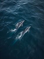Wild dolphins in Atlantic Ocean