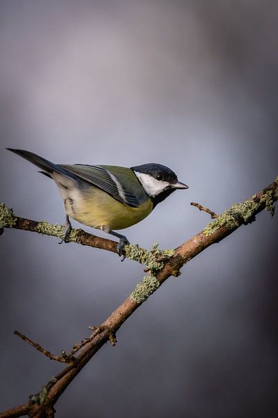 Portrait of a great tit by Ard Jan Grimbergen