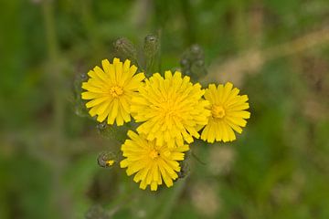 Blooming small stripe seed by Kristof Lauwers