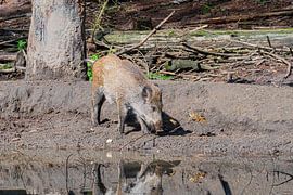 The wild boar. 1 of the piglet 5 of the Netherlands by Merijn Loch