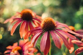 Echinacea by Auke Hamers