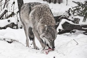Grauer Wolf auf weißem Schnee mit einem Stück Fleisch. das Tier ist vorsichtig, es schneit. Der Wolf von Michael Semenov