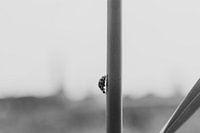 Minimalist photo of a Ladybug