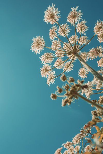 Flower from the bottom by Lydia