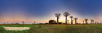 Baobab 360 panorama van Dennis van de Water thumbnail