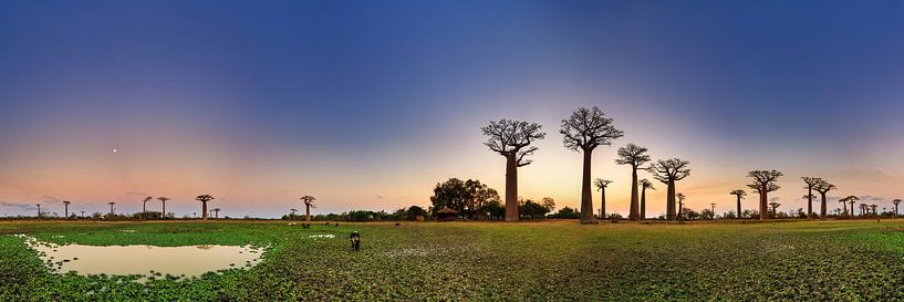 Baobab 360 panorama van Dennis van de Water