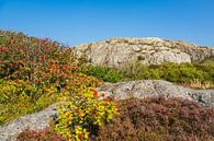 Rotsen op de Weer-eilanden voor de stad Fjällbacka in Zweden van Rico Ködder thumbnail