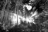 Zonnestralen in het bos van MindScape Photography thumbnail