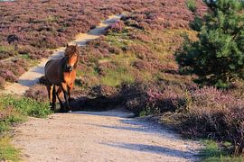 Pferd auf der blühenden Posbank-Heide von Bobsphotography