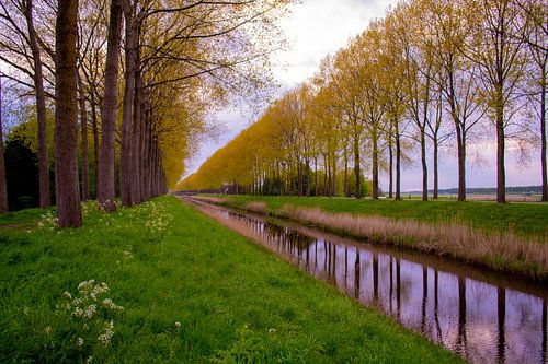 Voorjaarskleuren langs het water in Sint-Laureins (België)
