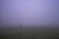 Eenzame koe in de vroege ochtend mist in Groningen/Drenthe van Hessel de Jong thumbnail