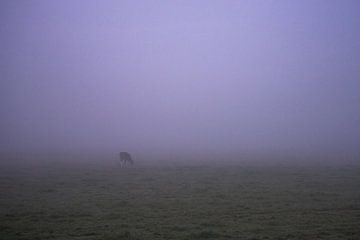 Lonely cow in the early morning fog in Groningen / Drenthe by Hessel de Jong