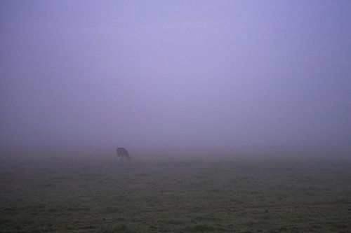 Eenzame koe in de vroege ochtend mist in Groningen/Drenthe