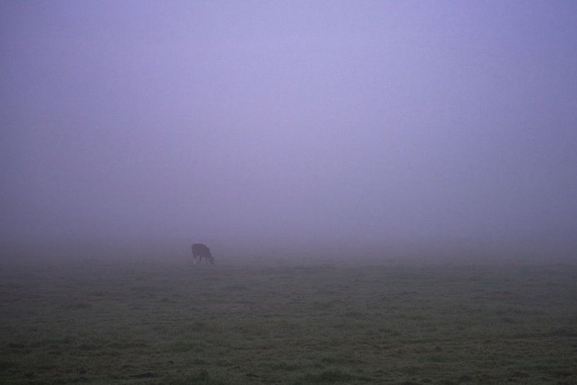 Eenzame koe in de vroege ochtend mist in Groningen/Drenthe par Hessel de Jong