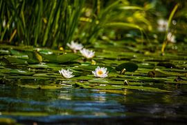 Floating tranquillity