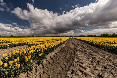 Tulpenveld Flakkee