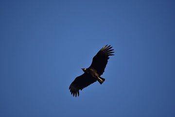 Roofvogel in Mexico van Daisy Gubbels