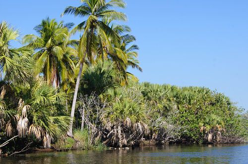 Palmbomen in de mangrove