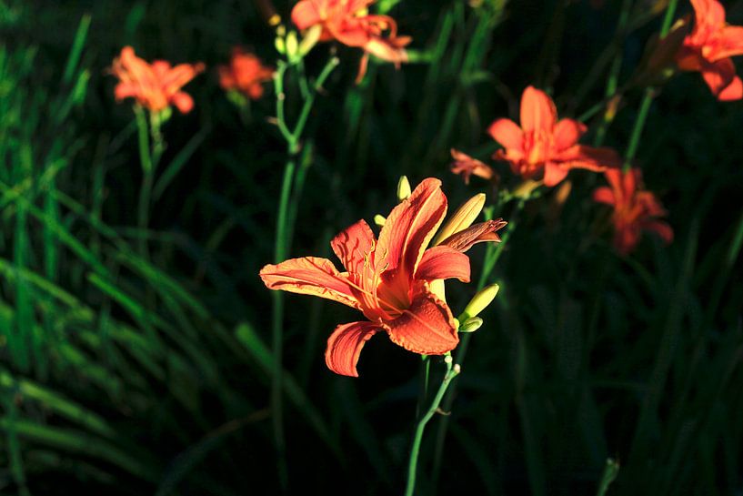 Lelies van Thomas Jäger