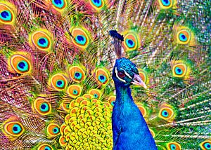 Bunter Pfau