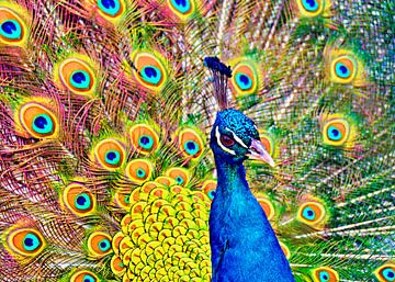 Blue Indian peafowl sur Leopold Brix