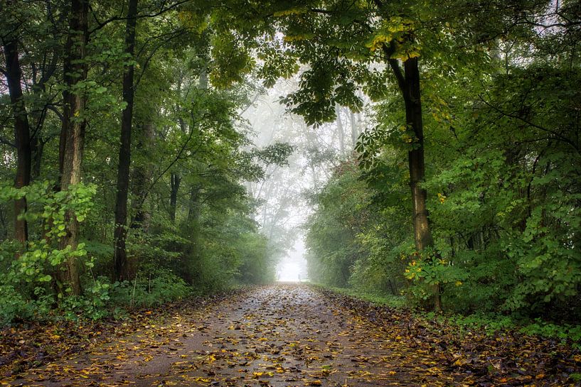 Nebliger Herbstmorgen von Ellen Weidenaar