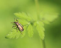 Polydrusus Impar