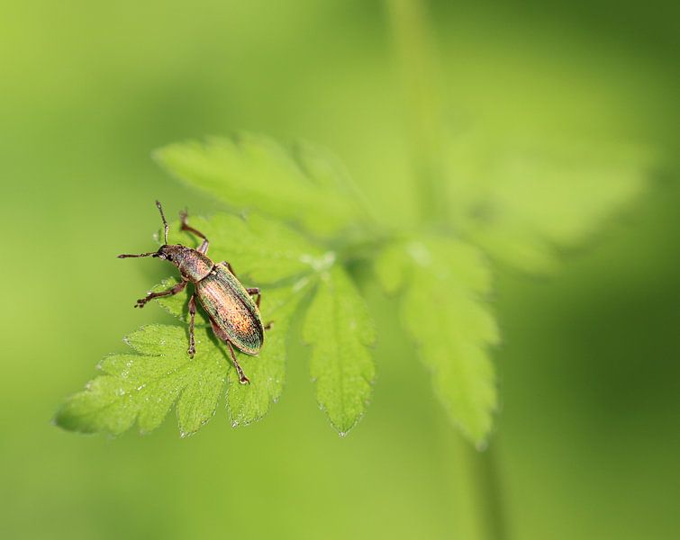 Polydrusus Impar von Iris Volkmar
