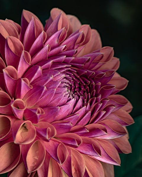 Dahlia in detail by Adje Photography