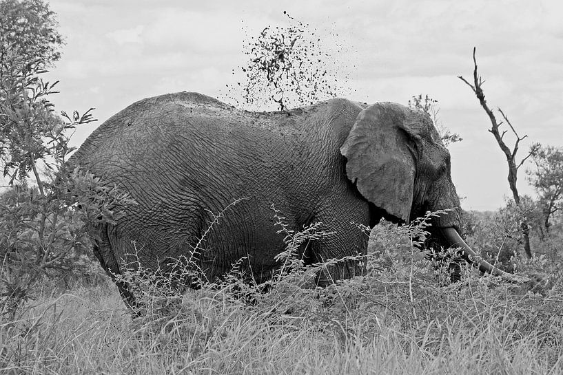 southafrica ... splish splash von Meleah Fotografie