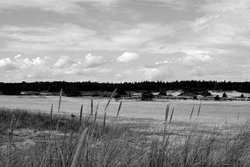 Uitzicht door het gras over de Hulshorsterzand in zwart-wit