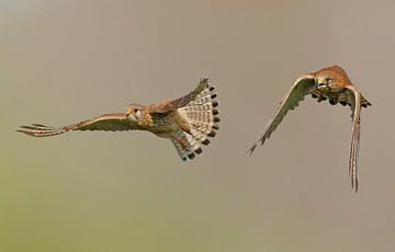 Torenvalken in de vlucht van Gejo Wassink