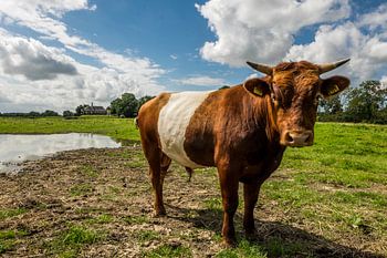 Lakenvelder koe poserend voor Unesco-erfgoed Schokland