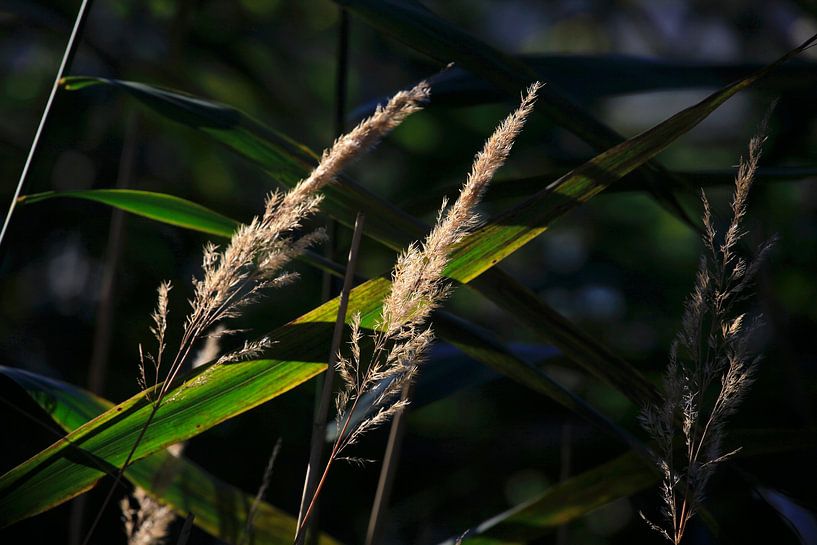 Gräser von Thomas Jäger