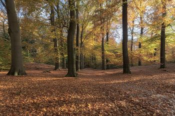 Autumn Forest Austerlitz