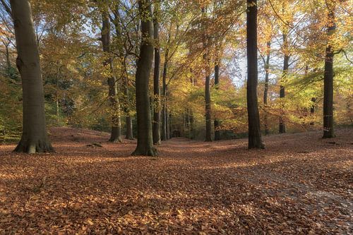 Herbstwald Austerlitz