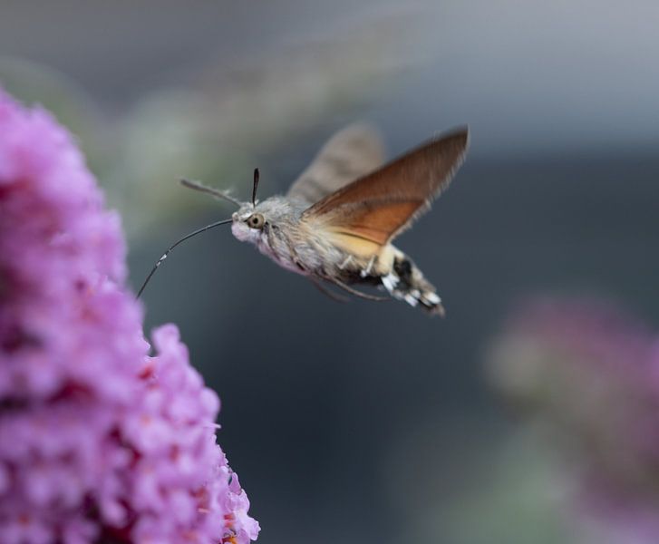 Hummingbird butterfly in butterfly bush by Karen de Boer