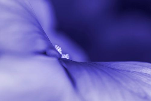 Un autre regard sur une violette
