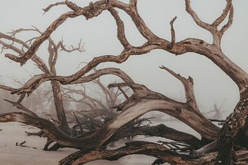 Plage avec bois flotté et arbres dans le brouillard sur Jacqueline Anders