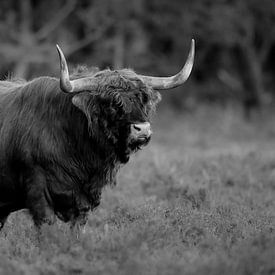 Le Highlander écossais en noir et blanc sur Dennis Bresser