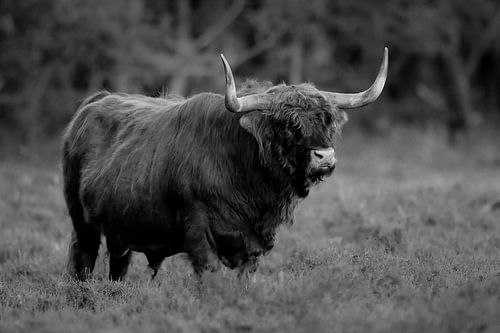 Schotse Hooglander in zwart wit