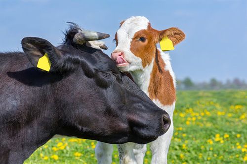 Portrait heads of mother cow and newborn calf in blooming european meadow
