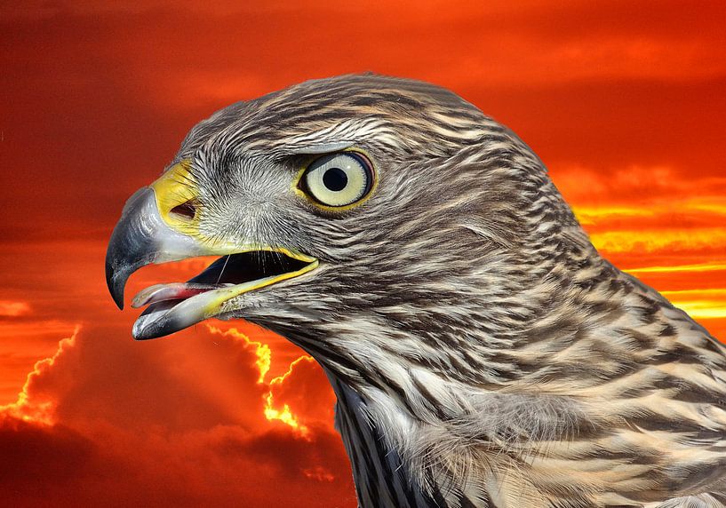 Habicht 4 van Edgar Schermaul