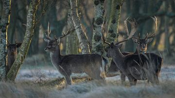 Damherten in natuurgebied van Dirk van Egmond