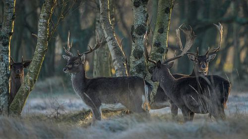 Damhirsch im Naturschutzgebiet von Dirk van Egmond