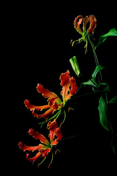 Sierlijke bloem  de Gloriosa van Leonie van den Udenhout