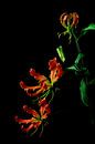 Sierlijke bloem  de Gloriosa van Leonie van den Udenhout thumbnail
