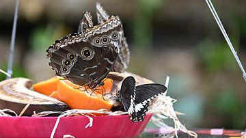 Vlinders op Fruit van Bambi Lu